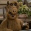 Photo de profil de Alf