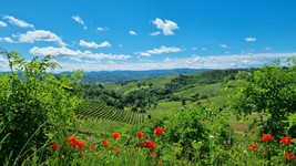 Regione Pineto, Monferrato